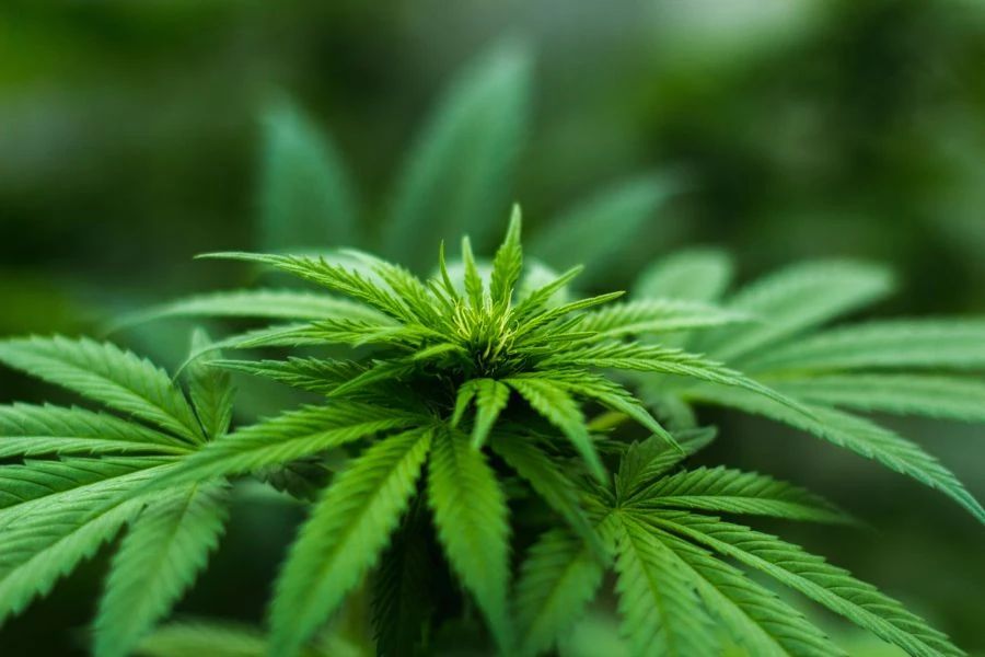 Weed Market